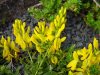 Genista tinctoria h...